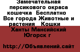 Замечательная персикового окраса кошечка. Бесплатно - Все города Животные и растения » Кошки   . Ханты-Мансийский,Югорск г.